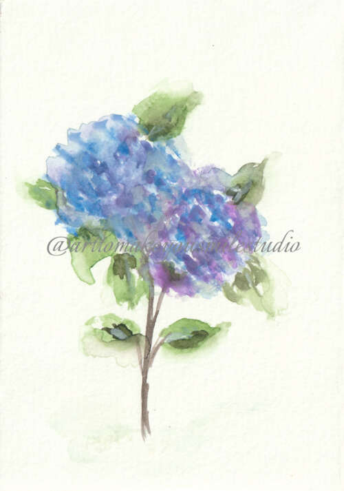 Serenade of Hydrangeas: A Symphony in Blue and Purple