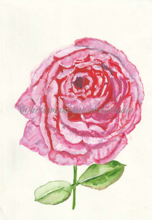 Blushing Elegance: A Watercolor Portrait of a Pink Rose