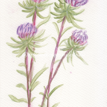 Blooming Vividness