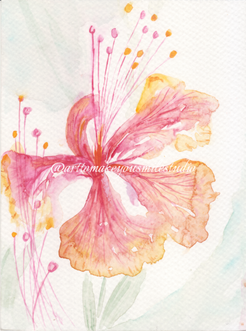 Hibiscus Harmony